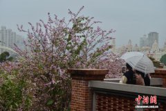 福州：羊蹄甲花开成一景